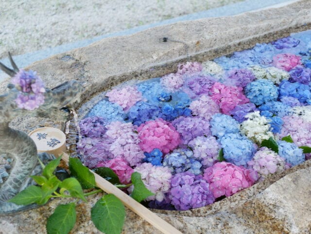 金井神社の花手水の画像