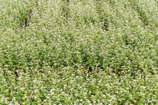 蕎麦の花の画像